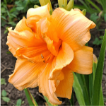 Лилейник "Zella Virginia" 