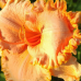 Лилейник "SPACECOAST TROPICAL PASSION"